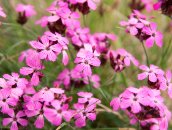 Almageller H�henweg  Karth�usernelken. Nun kommt der Regen, der sich durch die diesige Luft eigentlich schon l�nger angek�ndigt hatte. Ich muss mich sehr beeilen, um vor dem Regen wenigstens den Wegweiser, der den Weg ins Tal ank�ndigt zu erreichen (bei Linde Bode), danach macht mir der Regen dann nicht mehr so viel aus. : alpenpflanzen